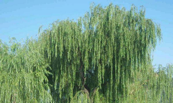柳树是喜阴植物还是喜阳植物？种植柳树的光照需求是什么？