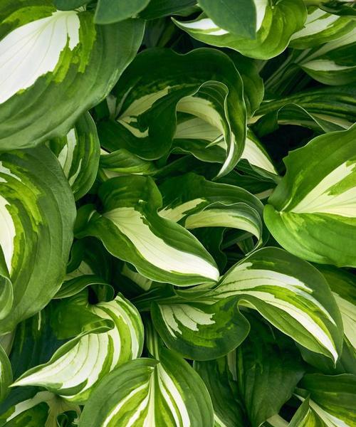 万年青能晒太阳吗？如何正确养护以避免晒伤？