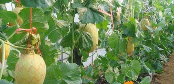 广西适合种植哈密瓜吗？种植条件和常见问题解答？