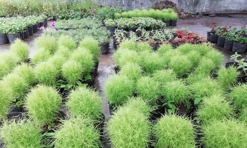 生地种植的最佳地点是什么？如何选择适合生地生长的环境？