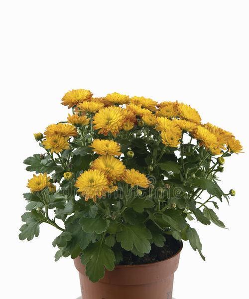 菊花用多大的盆合适?如何根据植株大小选择合适花盆?