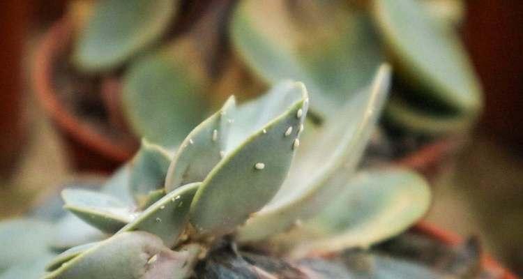 花椒介壳虫用什么药管用？有效防治方法有哪些？