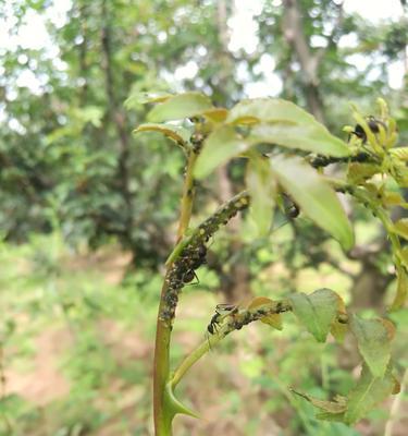 花椒介壳虫用什么药管用？有效防治方法有哪些？