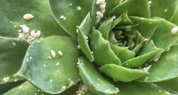 花椒介壳虫用什么药管用？有效防治方法有哪些？