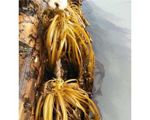 海带是植物吗？它属于海藻类植物吗？