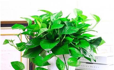 卧室里放什么植物招财？哪些植物能带来好运和财富？