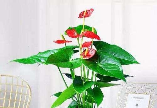 卧室里放什么植物招财？哪些植物能带来好运和财富？