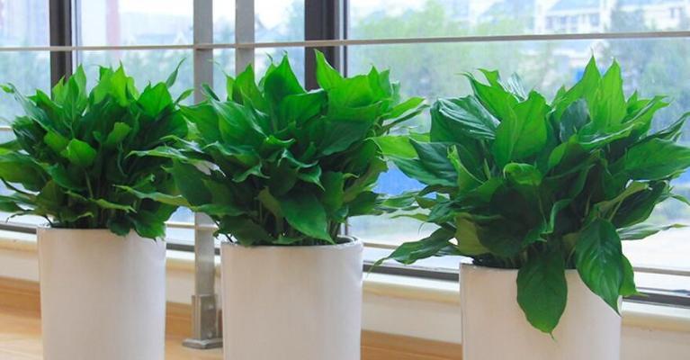 卧室里放什么植物招财？哪些植物能带来好运和财富？