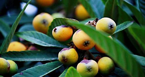 批把果什么时候成熟?如何判断其成熟度? 批把果什么时候成熟?如何判断其成熟度?