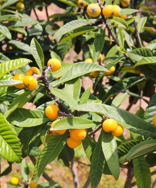 批把果什么时候成熟?如何判断其成熟度? 批把果什么时候成熟?如何判断其成熟度?