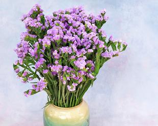 勿忘我花象征着什么意义？花语背后的深层含义是什么？