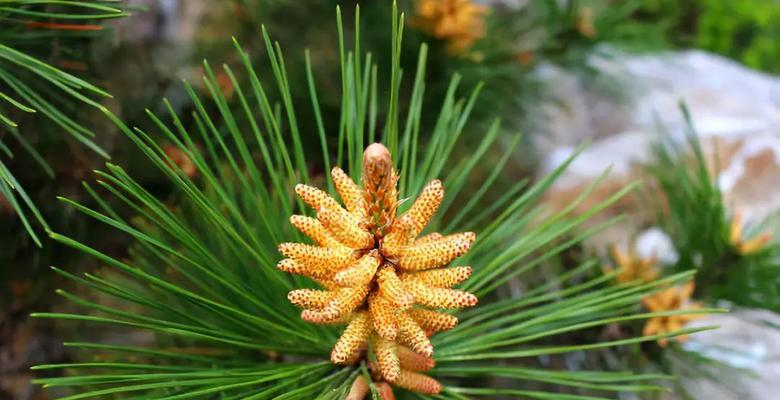 松树是草本植物吗？松树的分类和特性是什么？