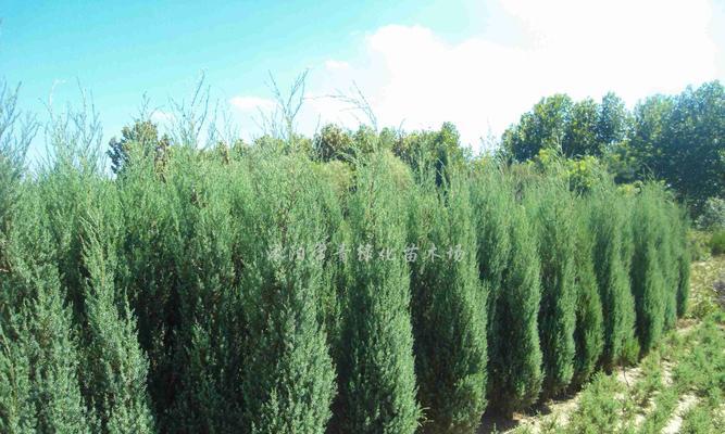 松树是草本植物吗？松树的分类和特性是什么？