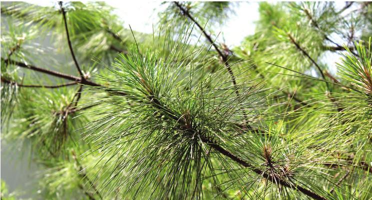 松树是草本植物吗？松树的分类和特性是什么？