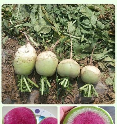 红心萝卜播种的最佳时间是什么时候？播种后需要注意哪些问题？