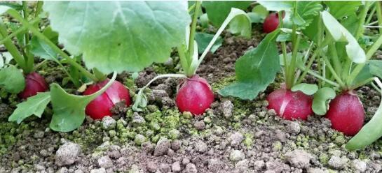 红心萝卜播种的最佳时间是什么时候？播种后需要注意哪些问题？