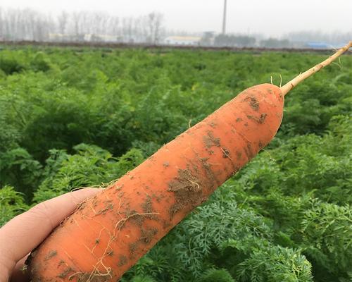 红心萝卜播种的最佳时间是什么时候？播种后需要注意哪些问题？