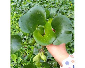 水葫芦花有毒吗？室内养护需要注意什么？