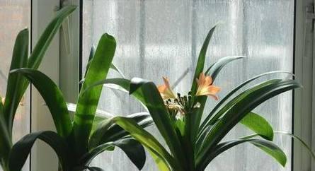 君子兰是单性花还是双性花？如何辨别君子兰的性别特征？