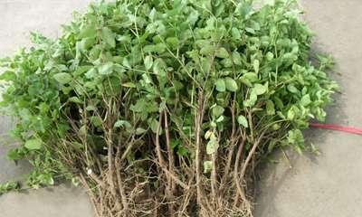 金银花幼苗长什么样子？如何辨别金银花幼苗的健康状态？