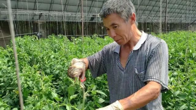 西红柿剪枝修剪的最佳时间和技巧是什么？