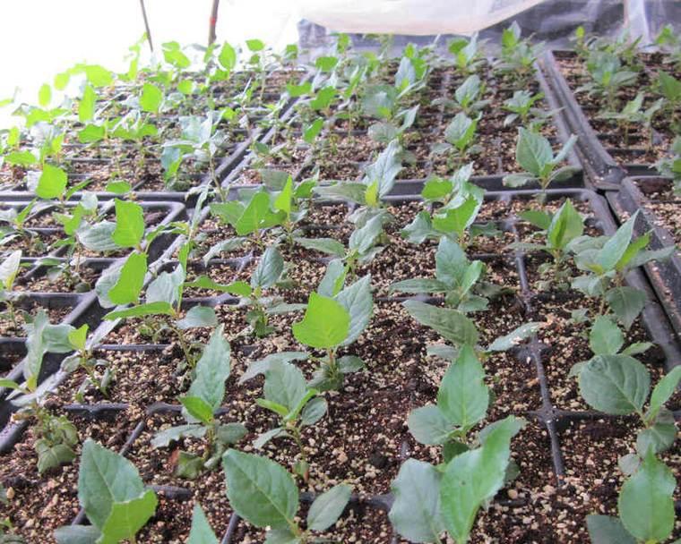 车厘子种子怎么种植？种植过程中需要注意哪些问题？