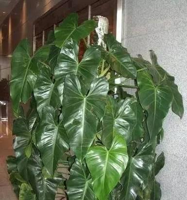 绿宝石花怎么养?养殖过程中应注意哪些问题?