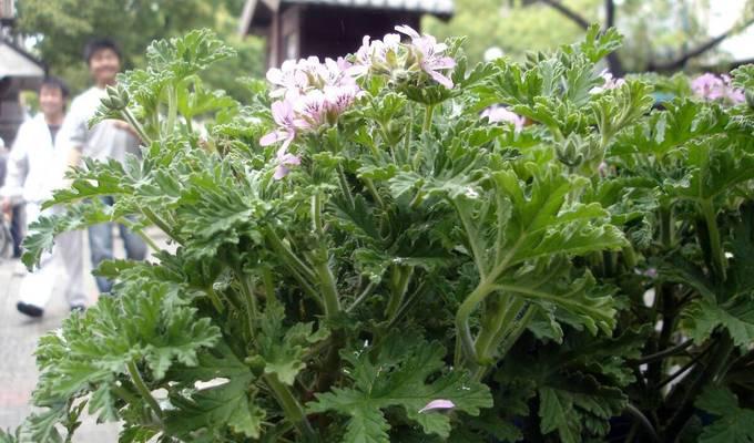 家里养驱蚊草有哪些风水禁忌？适合室内养吗？