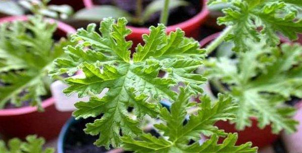 家里养驱蚊草有哪些风水禁忌？适合室内养吗？