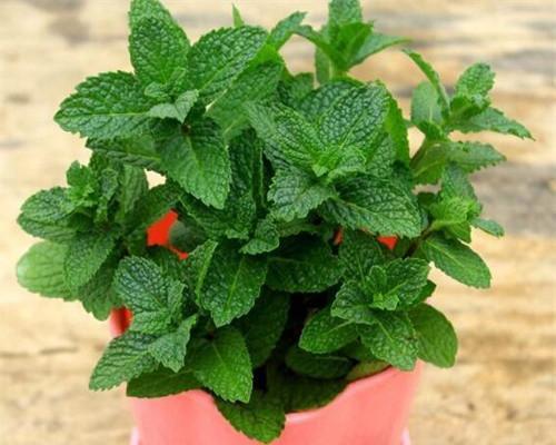 家里养驱蚊草有哪些风水禁忌？适合室内养吗？