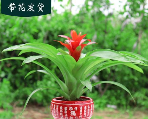 鸿运当头晒太阳会怎样？晒太阳对鸿运当头的影响是什么？