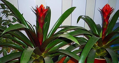 鸿运当头晒太阳会怎样？晒太阳对鸿运当头的影响是什么？