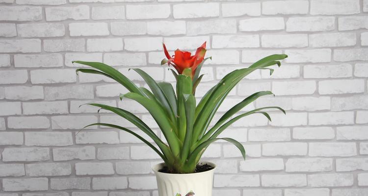 鸿运当头晒太阳会怎样？晒太阳对鸿运当头的影响是什么？