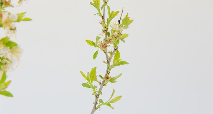 樱花树插枝能活吗？如何正确进行樱花树插枝？_花植网