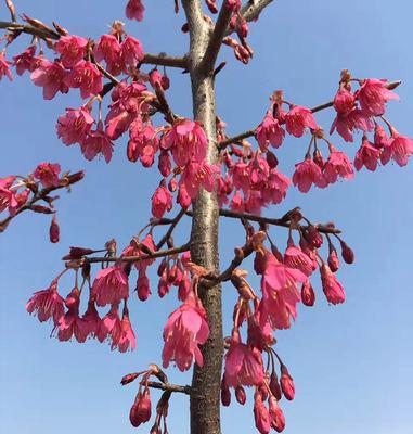 樱花树插枝能活吗？如何正确进行樱花树插枝？