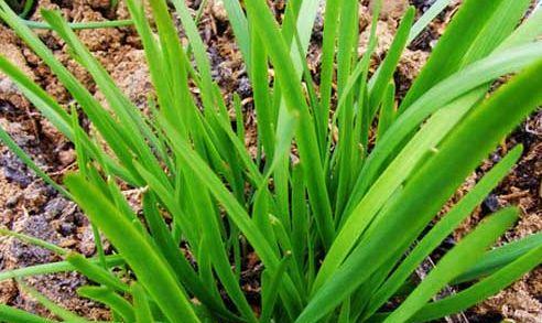 韭菜几月份种植最合适？如何确保高产？