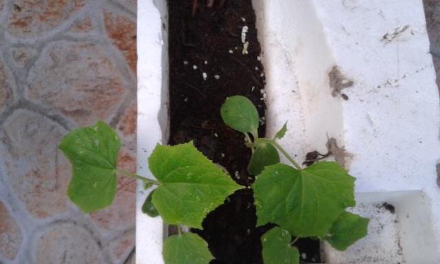 黄瓜播种后多久发芽？发芽出苗的正确时间是多少？