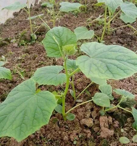 黄瓜播种后多久发芽?发芽出苗的正确时间是多少?
