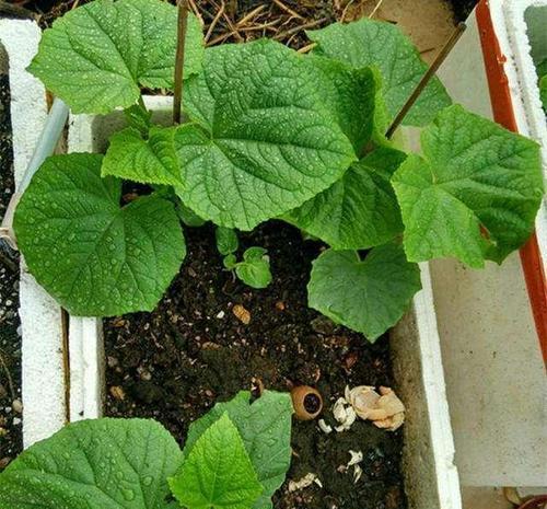 黄瓜播种后多久发芽？发芽出苗的正确时间是多少？