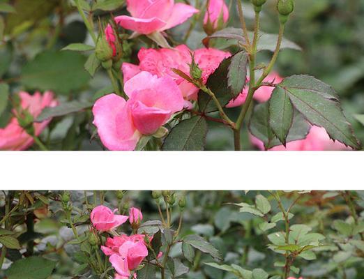 樱霞月季的优缺点是什么?购买前需要考虑哪些因素?