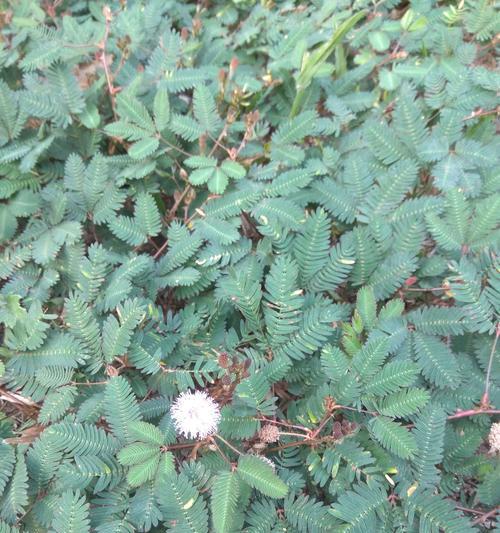 含羞草需要频繁浇水吗？正确浇水方法是什么？