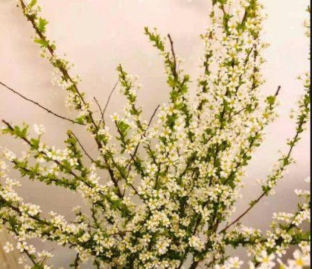 雪柳怎么养家庭养法？有哪些注意事项和技巧？