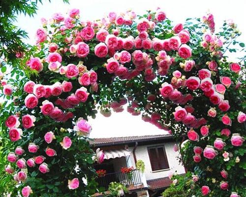 蔷薇是什么植物？蔷薇的种类和特点有哪些？