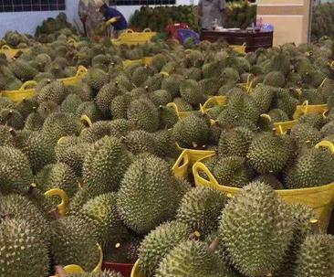 榴莲亩产量是多少？产量高吗怎么提高？