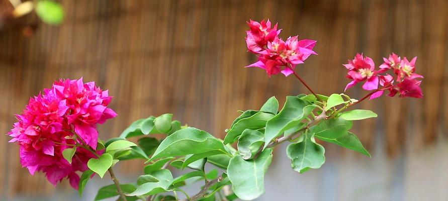 三角梅对人身体有害吗？种植三角梅需要注意什么？