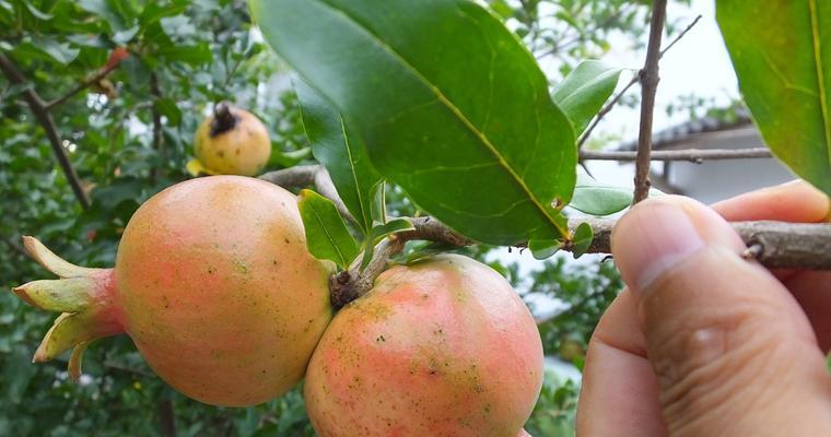 石榴叶子卷曲了怎么办？找出原因并解决的步骤是什么？