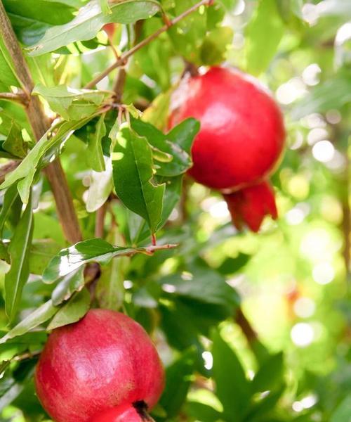 石榴叶子卷曲了怎么办？找出原因并解决的步骤是什么？