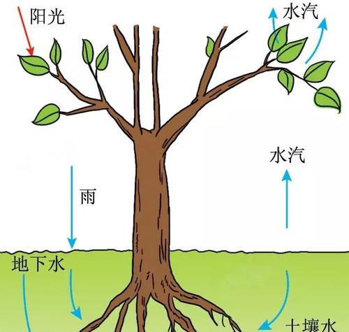 石榴叶子卷曲了怎么办？找出原因并解决的步骤是什么？