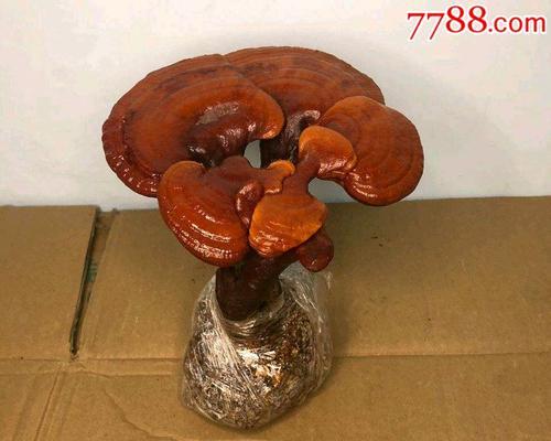 灵芝适合哪种花盆？美观又实用的花盆推荐？