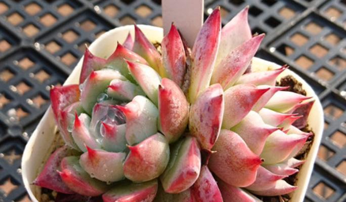 吉娃娃冬天保暖措施是什么？如何避免吉娃娃冻伤？